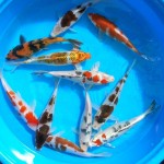  koi fish pond , 8 Nice Koi Fish Wholesale In pisces Category