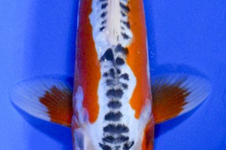  koi fish pond in Genetics