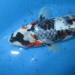  koi fish pond , 8 Charming Koi Fishes For Sale In pisces Category