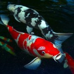  koi fish pond , 6 Nice Koi Fishes In pisces Category
