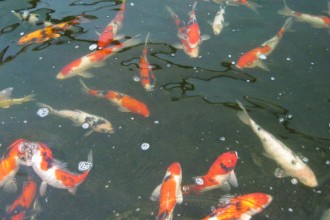  Koi Fish Prices , 8 Beautiful Koi Fish Breeders In pisces Category
