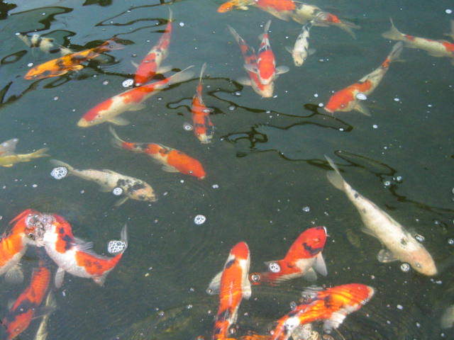 pisces , 8 Beautiful Koi Fish Breeders :  Koi Fish Prices