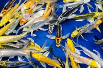  Koi Fish Prices , 8 Charming Hikari Koi Fish In pisces Category