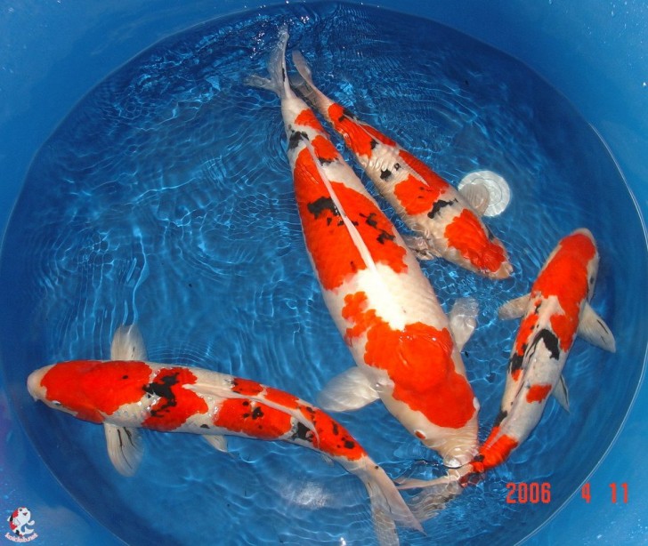 pisces , 7 Nice Koi Fish Breeding :  Koi Fish Prices