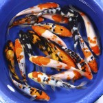  koi fish prices , 8 Charming Koi Fish Hatchery In pisces Category