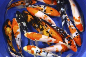  Koi Fish Prices , 8 Charming Koi Fish Hatchery In pisces Category
