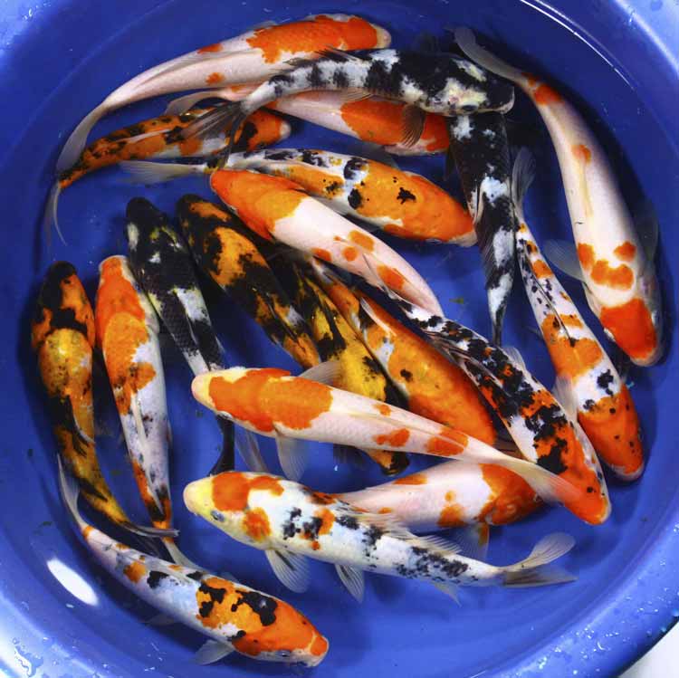 koi fish prices : Biological Science Picture Directory – Pulpbits.net