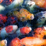  koi fish prices , 7 Awesome Koi Fish Los Angeles In pisces Category