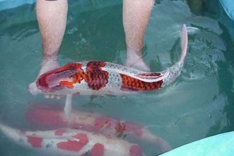  Koi Fish Prices , 8 Amazing Giant Koi Fish For Sale In pisces Category