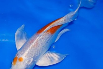 koi fish sale in Scientific data