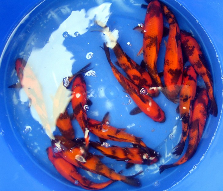 pisces , 8 Fabulous Japanese Koi Fish Price : Koi Fish