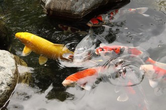 Koi Fish , 8 Charming Koi Fish San Diego In pisces Category
