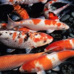 koi fishes , 9 Wonderful Koi Fish Sales In pisces Category