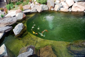 Koi Fishing , 6 Charming Koi Fish Pond Care In pisces Category