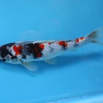  koi for salel image ) , 6 Fabulous Koi Fish Price Range In pisces Category