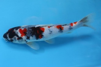  Koi For Salel Image ) , 6 Fabulous Koi Fish Price Range In pisces Category