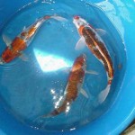 koi free , 8 Cool Breeding Koi Fish In pisces Category
