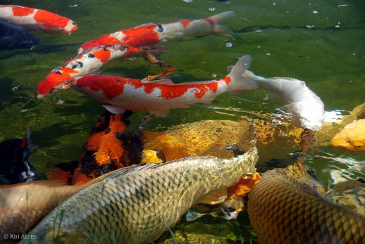 pisces , 9 Nice Caring For Koi Fish : Koi Have Become Very
