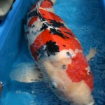  koi import , 8 Good Biggest Koi Fish In pisces Category