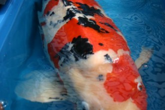 Koi Import , 8 Good Biggest Koi Fish In pisces Category