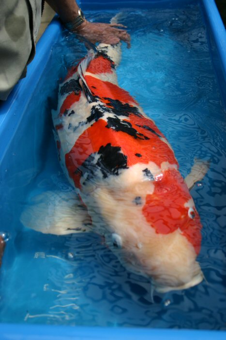 pisces , 8 Good Biggest Koi Fish :  Koi Import