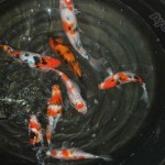  koi import , 9 Wonderful Koi Fish Sales In pisces Category