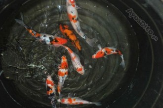  Koi Import , 9 Wonderful Koi Fish Sales In pisces Category