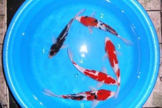  Koi Import , 8 Nice Koi Fish Wholesale In pisces Category