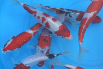  Koi Import , 8 Charming Baby Koi Fish Sale In pisces Category