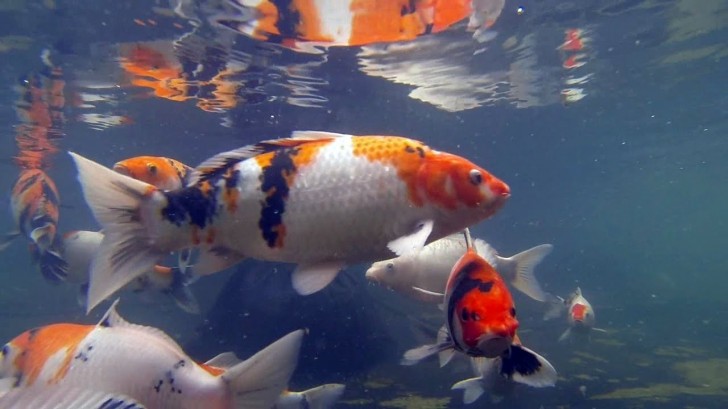 pisces , 7 Nice Koi Fish Breeding :  Koi Japan