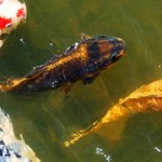 koi keeping realities , 7 Nice Koi Fish Pond Supplies In pisces Category