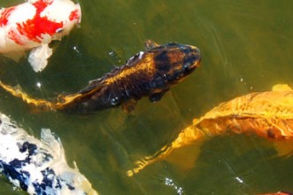 Koi Keeping Realities , 7 Nice Koi Fish Pond Supplies In pisces Category