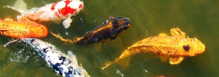 pisces , 7 Nice Koi Fish Pond Supplies : Koi Keeping Realities