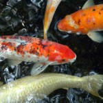  koi pond design , 7 Fabulous Koi Fish Ponds Made Easy In pisces Category