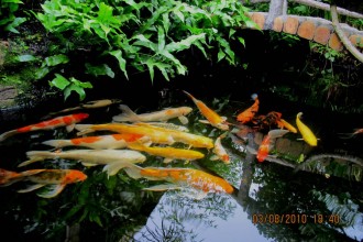 Koi Pond Filter Design , 8 Charming Koi Fish Ponds Designs In pisces Category