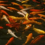  koi pond filtration , 7 Wonderful Koi Pond Fish For Sale In pisces Category
