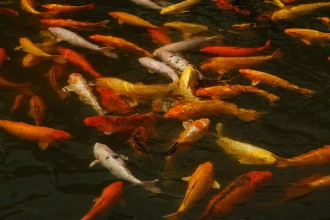  Koi Pond Filtration , 7 Wonderful Koi Pond Fish For Sale In pisces Category
