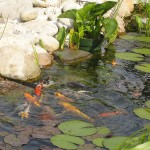 koi pond plants , 6 Charming Koi Fish Pond Care In pisces Category
