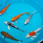  koi pond , 7 Cool Koi Fish For Sale In Miami In pisces Category