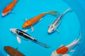 pisces , 7 Cool Koi Fish For Sale In Miami :  koi pond