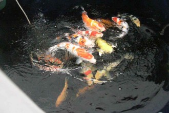  Koi Ponds , 8 Cool How To Care For Koi Fish Pond In pisces Category