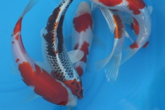  Koi Showa , 8 Charming Baby Koi Fish Sale In pisces Category