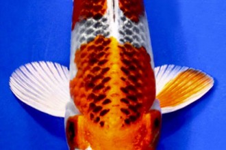 Kujaku Koi Unique Koi Japanese Koi , 7 Wonderful Koi Pond Fish For Sale In pisces Category