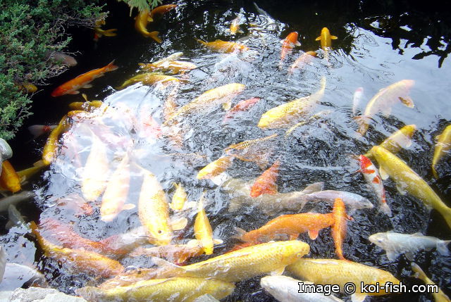 pisces , 7 Fabulous Koi Fish Ponds Made Easy :  Landscape Design