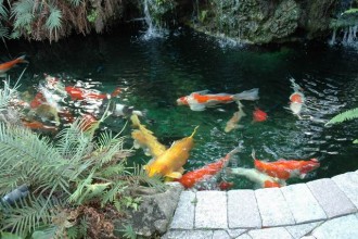 Maintaining Fountains , 7 Fabulous Koi Fish Fountain In pisces Category