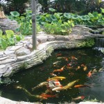 michigan koi , 7 Nice Koi Fish Pond Supplies In pisces Category