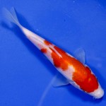 pictures of koi fish sale , 7 Cool Koi Fish For Sale In Miami In pisces Category