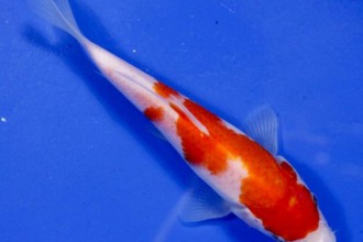Pictures Of Koi Fish Sale , 7 Cool Koi Fish For Sale In Miami In pisces Category
