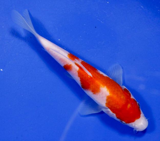 pictures of koi fish sale : Biological Science Picture Directory