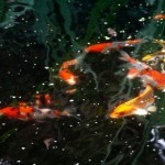 pond fish koi , 6 Fabulous Koi Fish Ponds For Sale In pisces Category